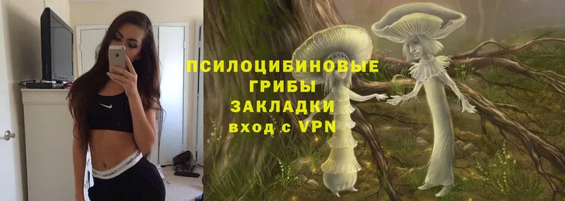 купить   Анадырь  Галлюциногенные грибы Psilocybine cubensis 